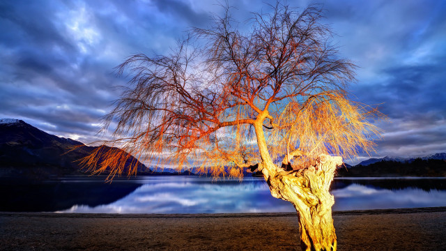 Bare tree lake mountains cloudy #2 free wallpaper - medium preview image
