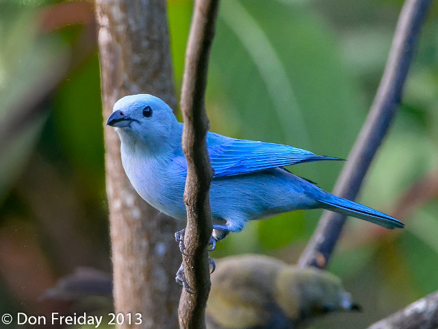 Blue bird perched branch tree free wallpaper - medium preview image