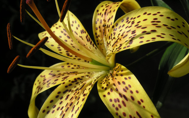 Yellow flower black spots green free wallpaper - medium preview image