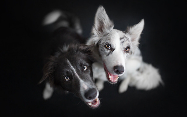 Two dogs looking up mouths #2 free wallpaper - medium preview image