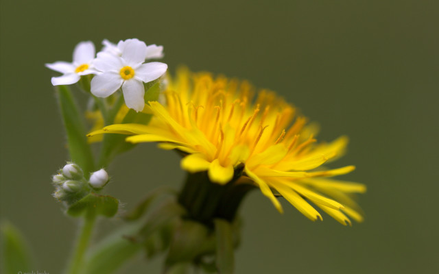 Daisy blurry background macro flower free wallpaper - medium preview image