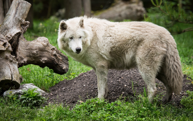 White wolf standing green field free wallpaper - medium preview image
