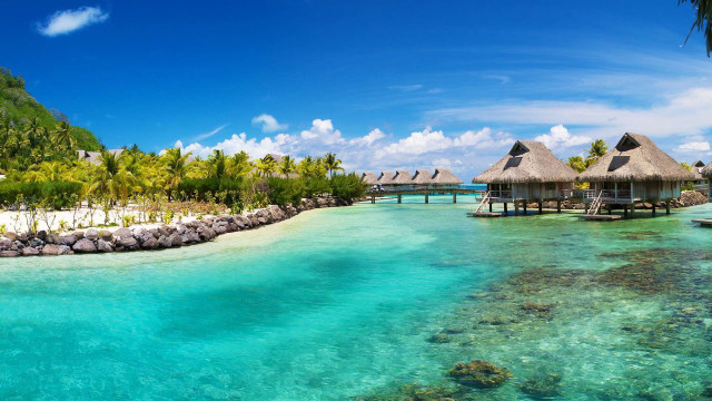 Tropical island thatched roof palm #2 free wallpaper - medium preview image
