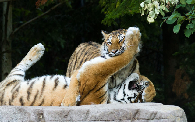 Tiger playful forest enclosure open free wallpaper - medium preview image