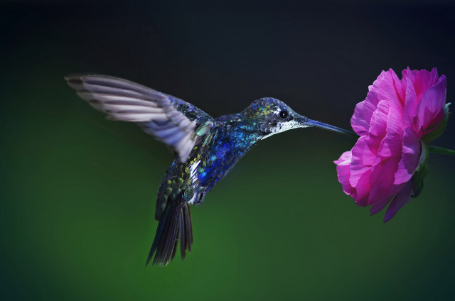 Hummingbird pinkflower greenbackground macro art free wallpaper - medium preview image