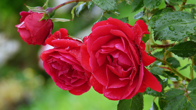 Red roses water droplets blurry free wallpaper - medium preview image