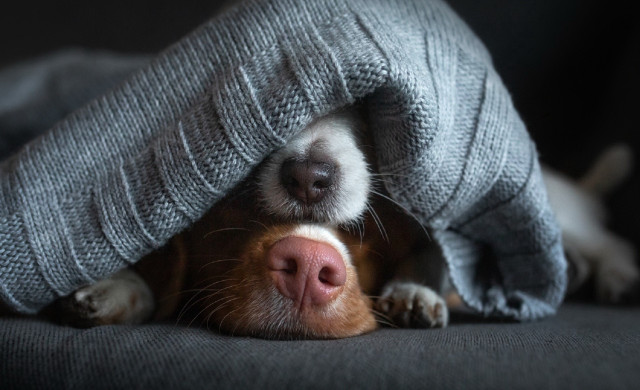 Dog hiding blanket couch illusion free wallpaper - medium preview image