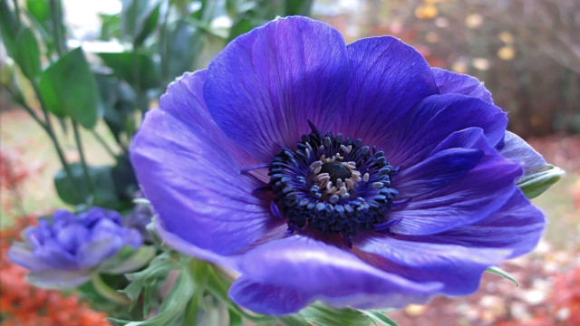 Purple blue flower bokeh leaves free wallpaper - medium preview image