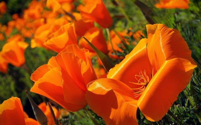 Orange flower field with green free wallpaper - medium preview image