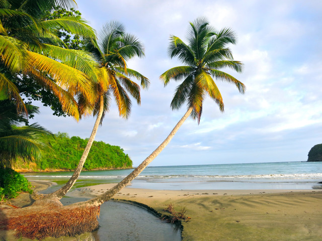 Palm trees beach ocean sky free wallpaper - medium preview image