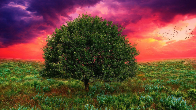Tree sunset birds field mountain #2 free wallpaper - medium preview image
