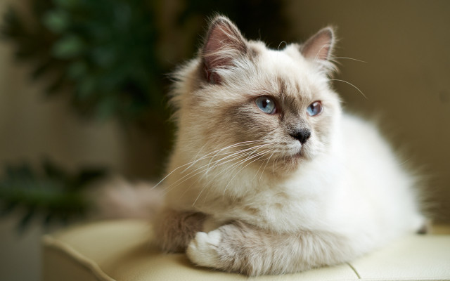 White cat blue eyes serious #2 free wallpaper - medium preview image