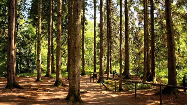Forest path bench fence autumn free wallpaper - medium preview image