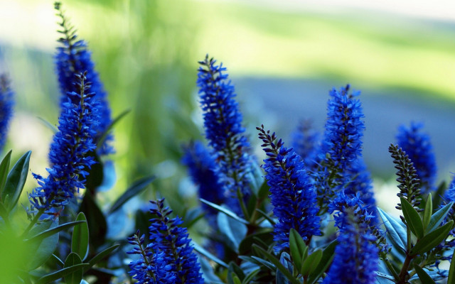 Blue flowers green leaves shallow free wallpaper - medium preview image