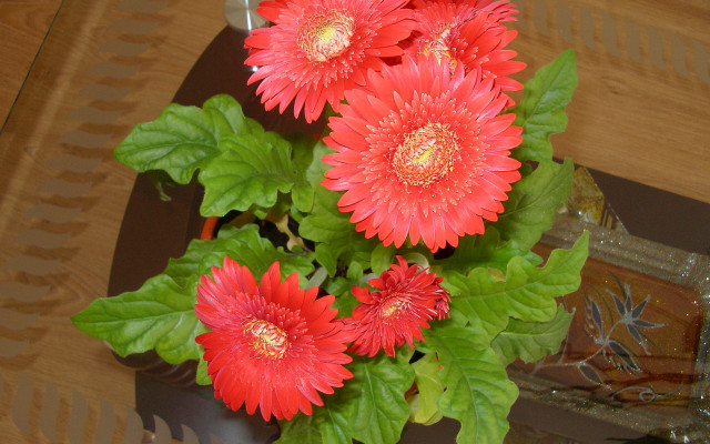 Vase red flowers table mirror free wallpaper - medium preview image