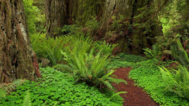 Lush green forest path with free wallpaper - medium preview image