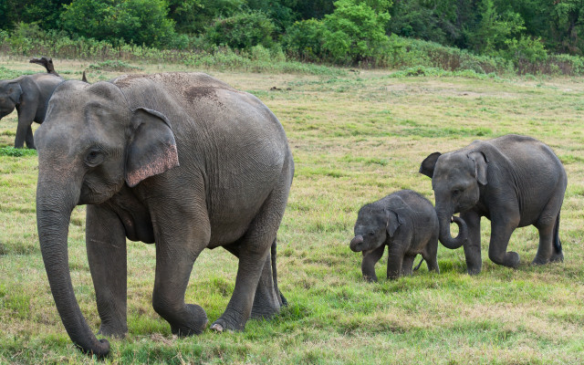 Elephants green field trees sunny free wallpaper - medium preview image