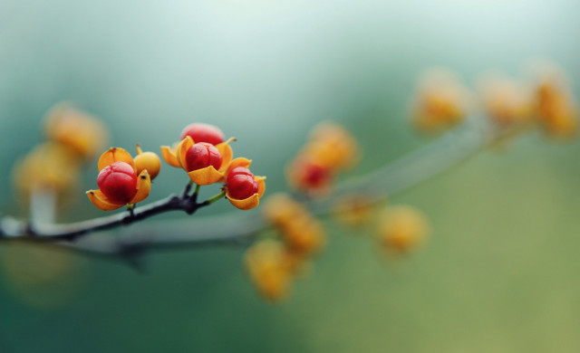 Branch yellow flowers red buds free wallpaper - medium preview image