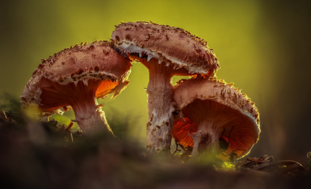 Mushrooms forest floor green yellow #2 free wallpaper - medium preview image