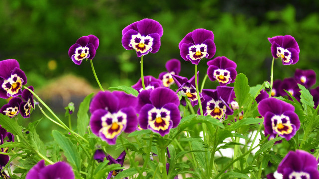 Purple flowers garden blurry background free wallpaper - medium preview image