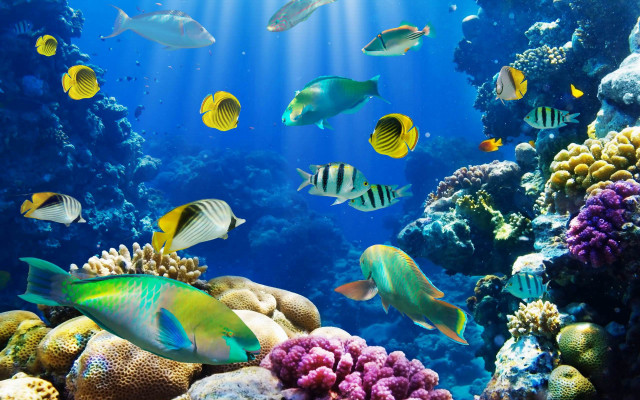 Large group fish aquarium corals #2 free wallpaper - medium preview image
