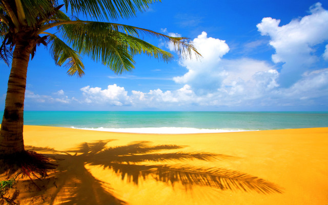 Palm tree shadow beach blue free wallpaper - medium preview image