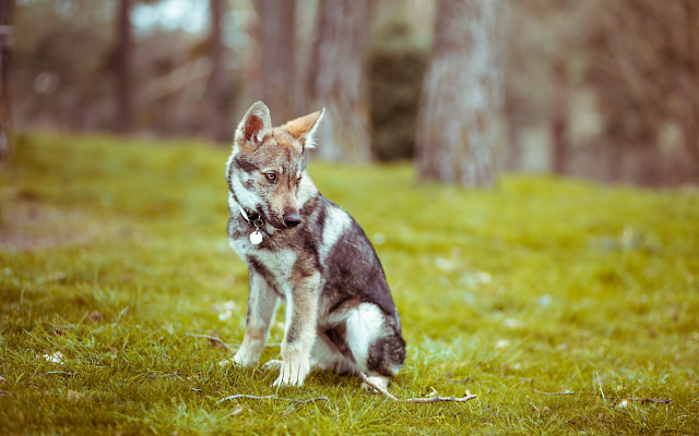 Dog grass forest tiltshift animal free wallpaper - medium preview image