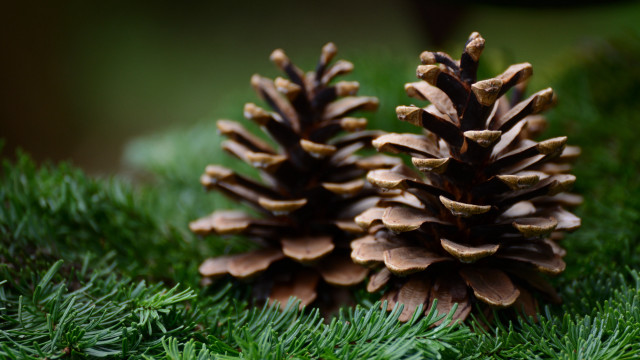 Pine cones grass nature macro free wallpaper - medium preview image