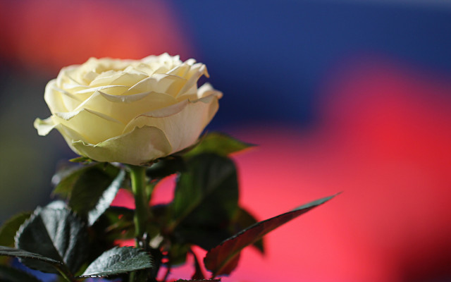White rose vase green leaves free wallpaper - medium preview image