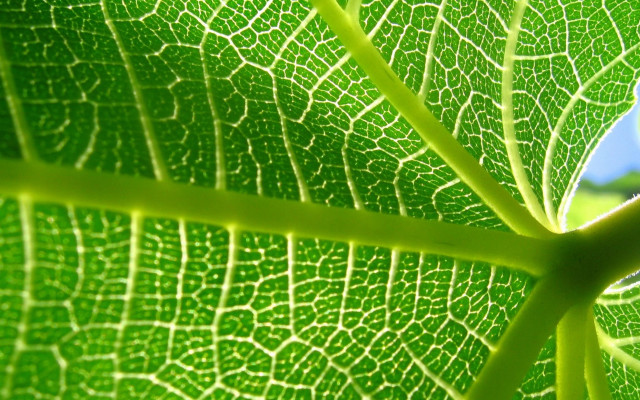 Green leaf blue sky macro #4 free wallpaper - medium preview image