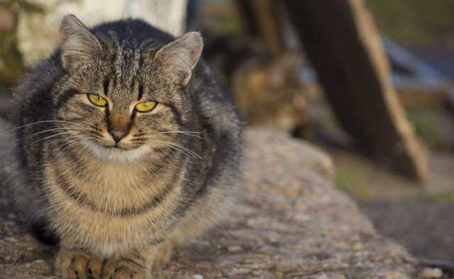 Cat rock bokeh shallow depth free wallpaper - medium preview image