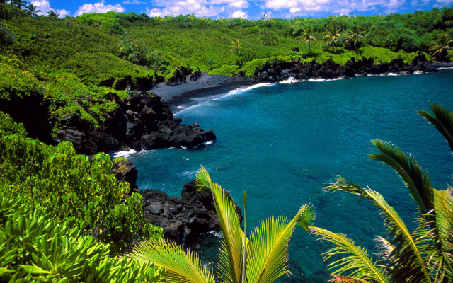 Lush green hillside beach palm free wallpaper - medium preview image