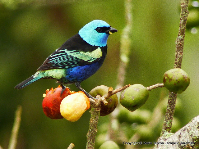 Colorful bird branch fruit green free wallpaper - medium preview image