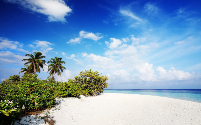 Sandy beach palm trees blue free wallpaper - medium preview image