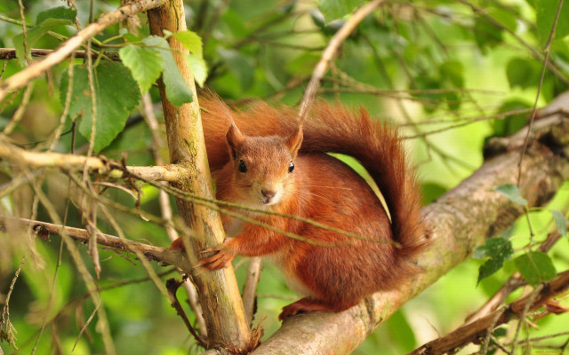 Surprised squirrel on branch nature free wallpaper - medium preview image
