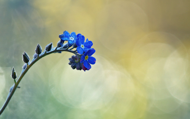 Blue flower macro photography leaves free wallpaper - medium preview image