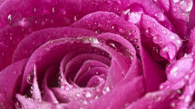 Pink rose water droplets macro #11 free wallpaper - medium preview image