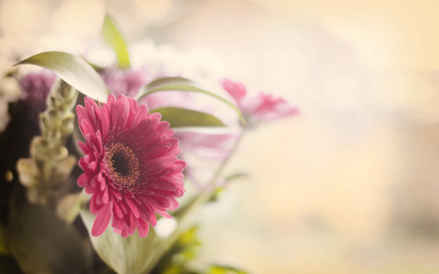 Pink flower vase shallow depth free wallpaper - medium preview image