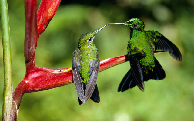 Hummingbirds flower ecological art macro free wallpaper - medium preview image