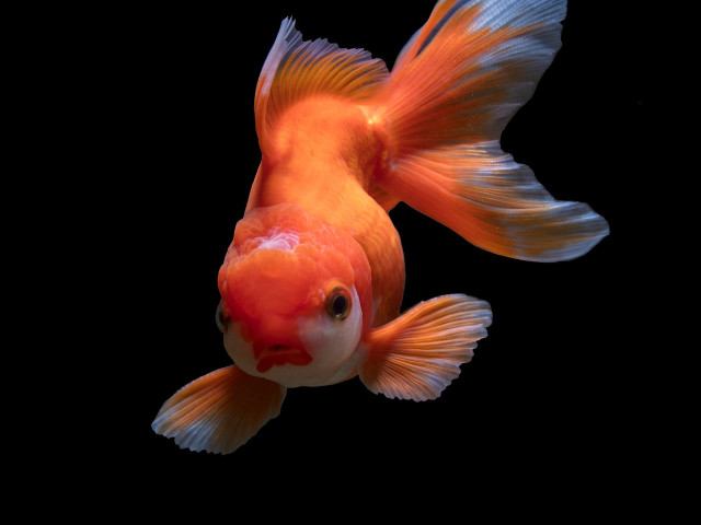 Goldfish blackbackground orange amano cloisonnism free wallpaper - medium preview image