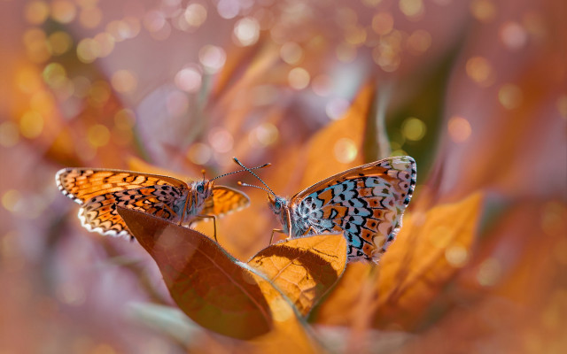 Butterflies leaf water drops macro free wallpaper - medium preview image