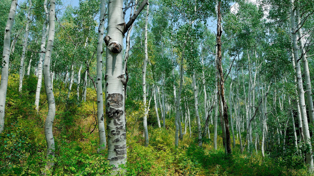 Forest trees green grass sky free wallpaper - medium preview image