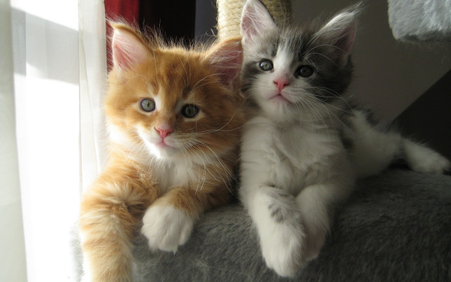 Two kittens cat tree curious free wallpaper - medium preview image