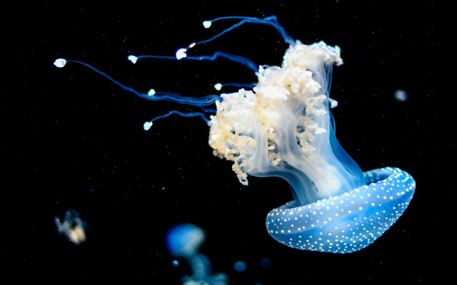 Jellyfish bubbles bioluminescent microscopic white free wallpaper - medium preview image