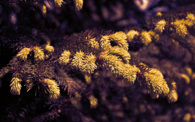 Yellow needles tree tiltshift fireworks free wallpaper - medium preview image