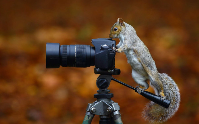 Squirrel camera tripod nut art free wallpaper - medium preview image