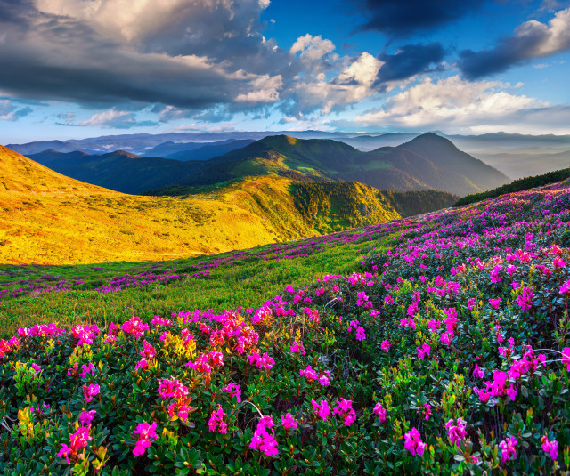 Flower field mountains clouds sky free wallpaper - medium preview image