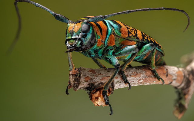 Colorful insect branch antennae 3D free wallpaper - medium preview image