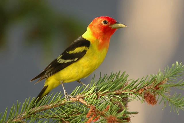 Yellow black bird pine tree free wallpaper - medium preview image