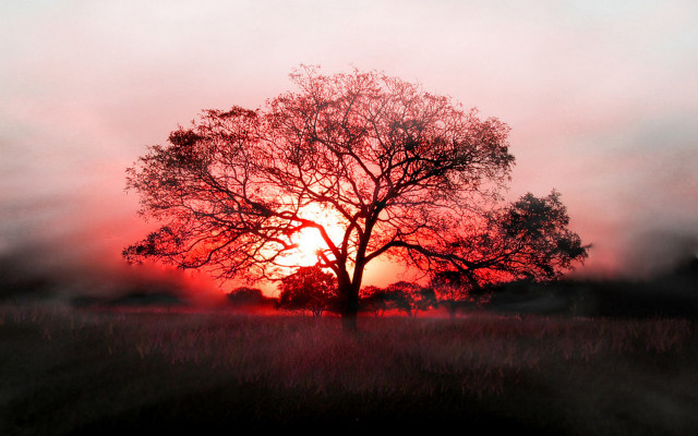 Tree sunset fog autumn leaves free wallpaper - medium preview image